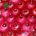 Fournisseur d&#39;oignon rouge frais de taille de 50 millimètres